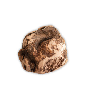 Racine de Bruyère à mastiquer pour chien