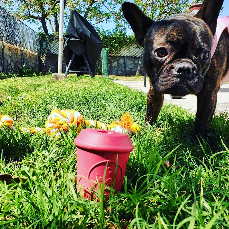 Jouet SodaPup "Tasse à café" rouge pour Chien – Image 3